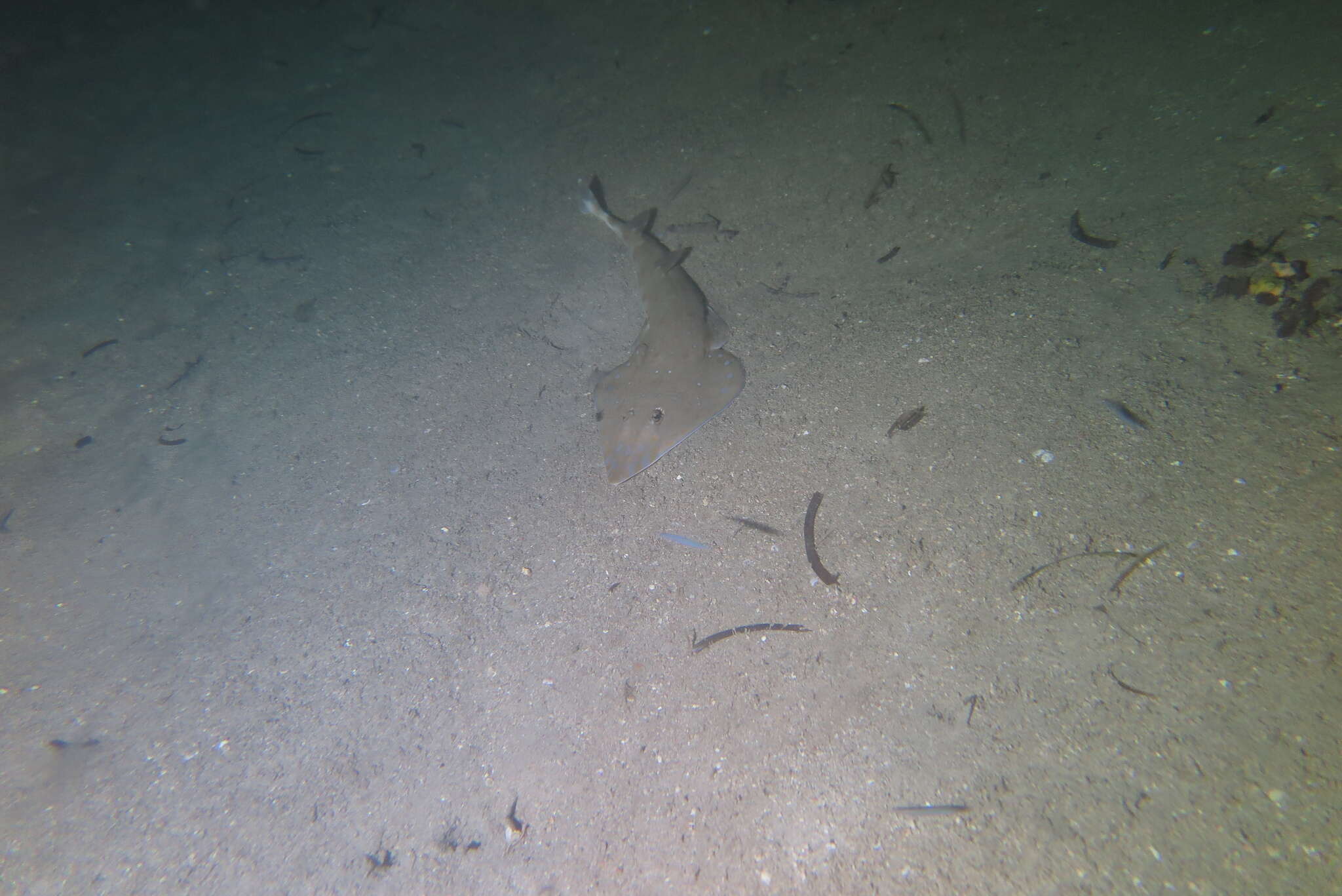 Image of Zanzibar guitarfish