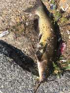 Image of channel catfish