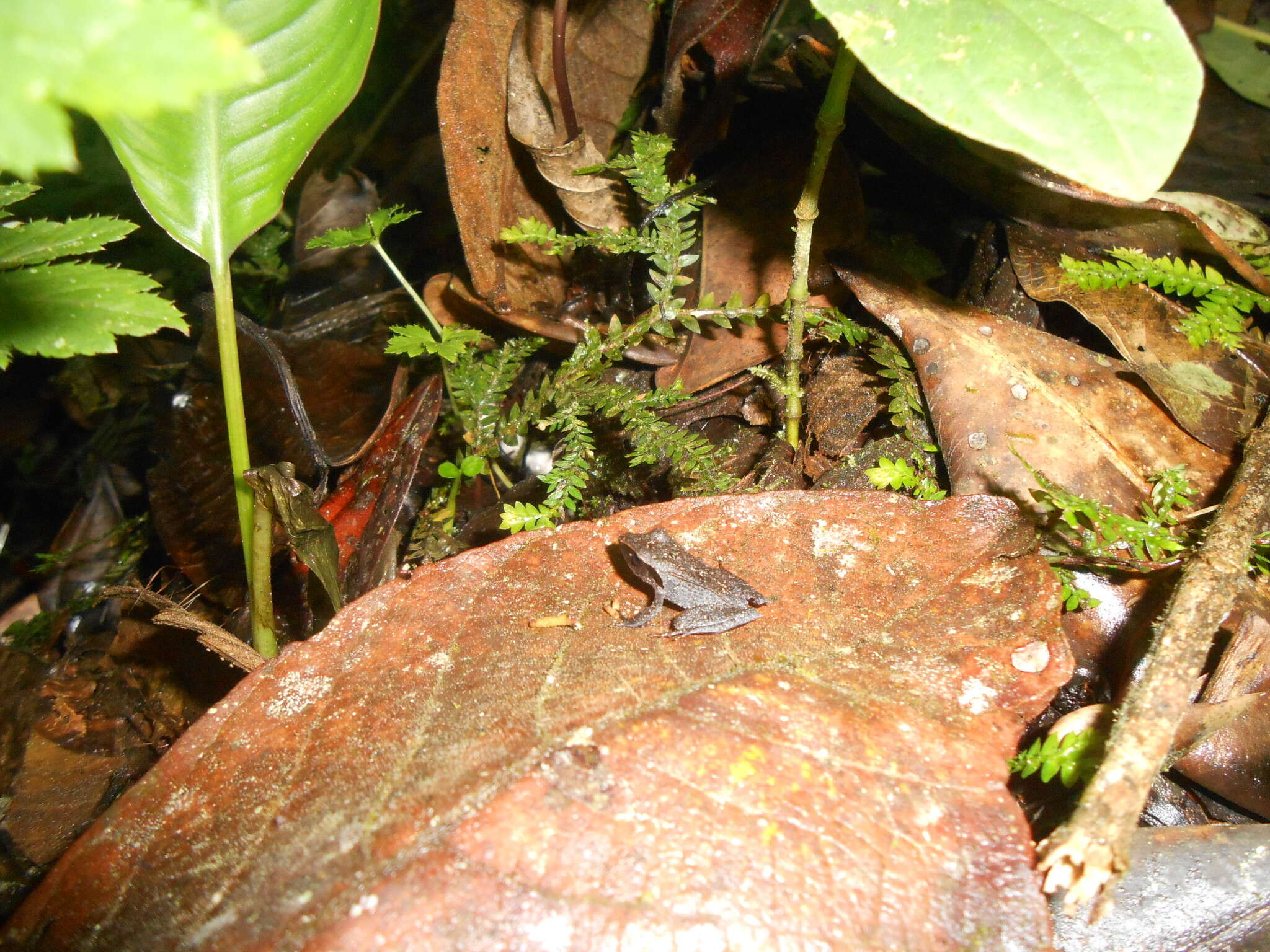 Image of Pristimantis thectopternus (Lynch 1975)