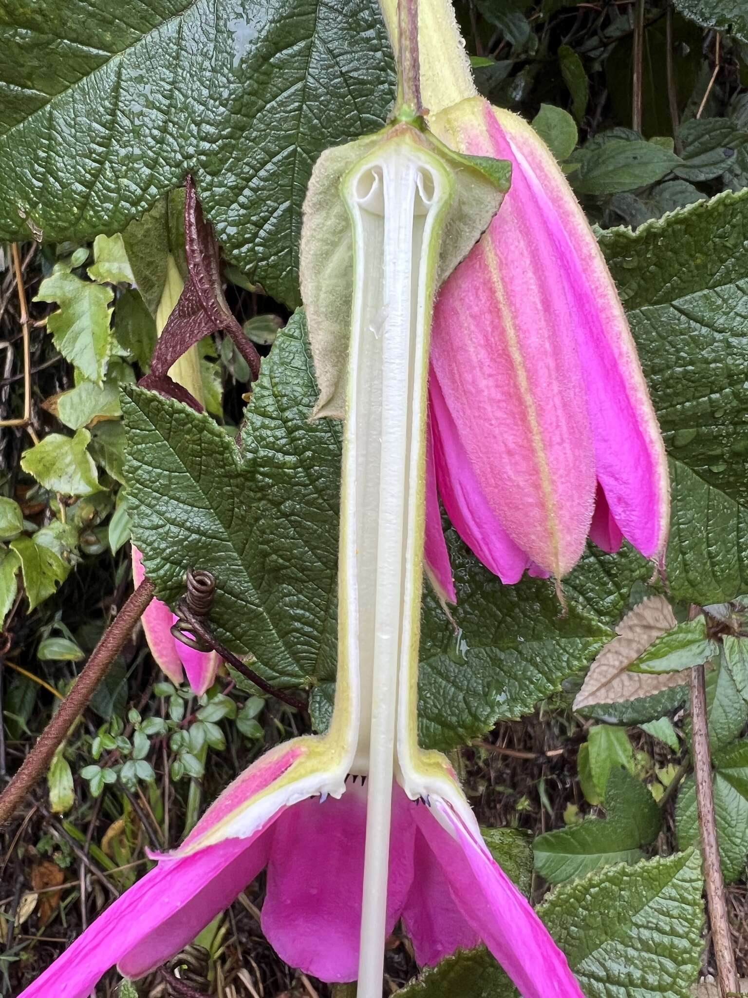 Image of Passiflora coactilis (Mast.) Killip