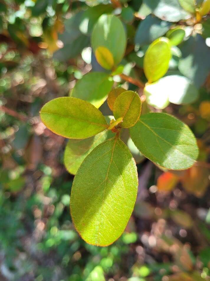 Image of Rhododendron breviperulatum Hayata