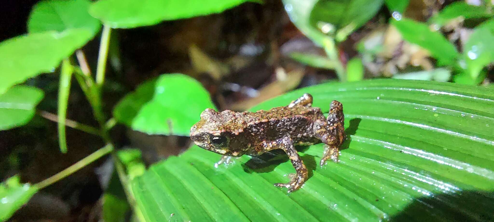 Image of Black flathead toad