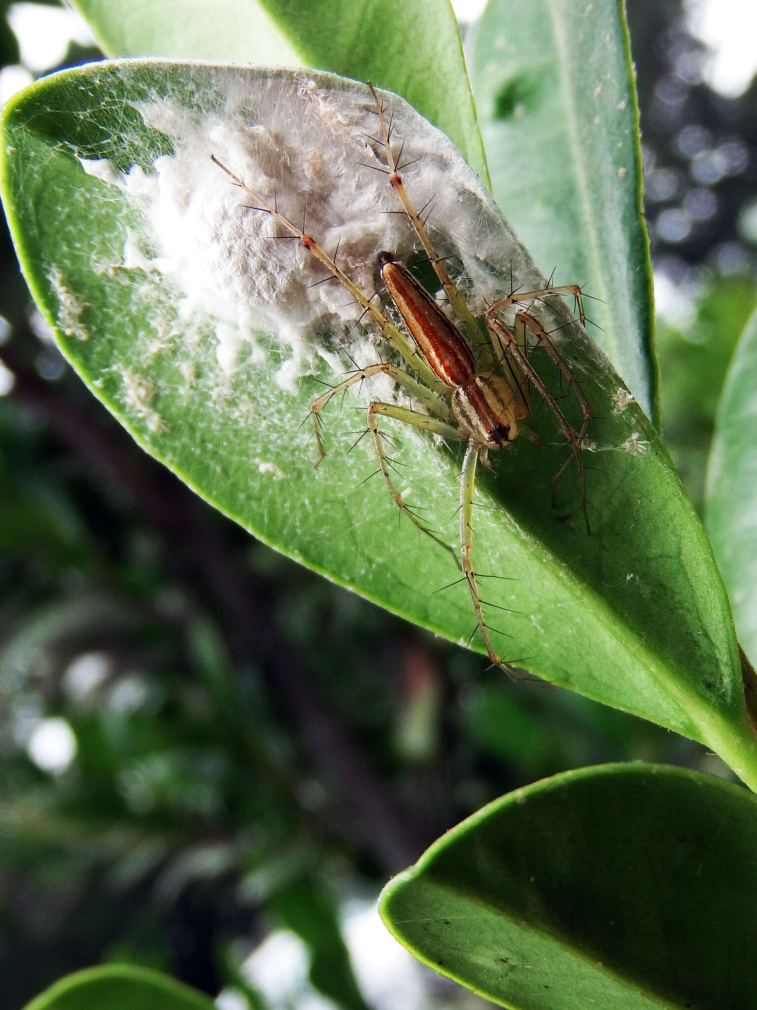 Image of Oxyopes macilentus L. Koch 1878