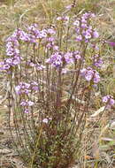 Imagem de Euphrasia collina subsp. collina