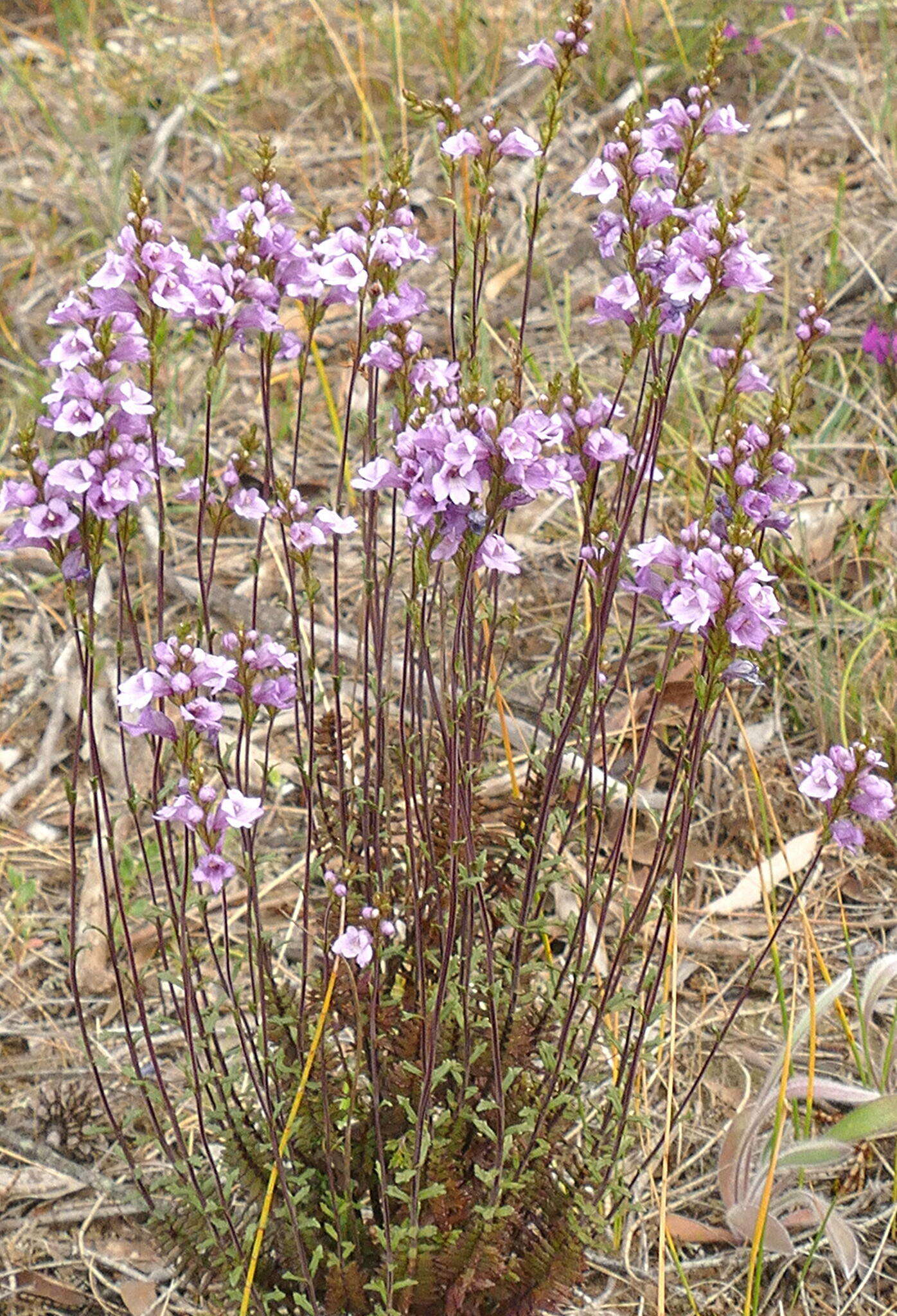 Imagem de Euphrasia collina subsp. collina