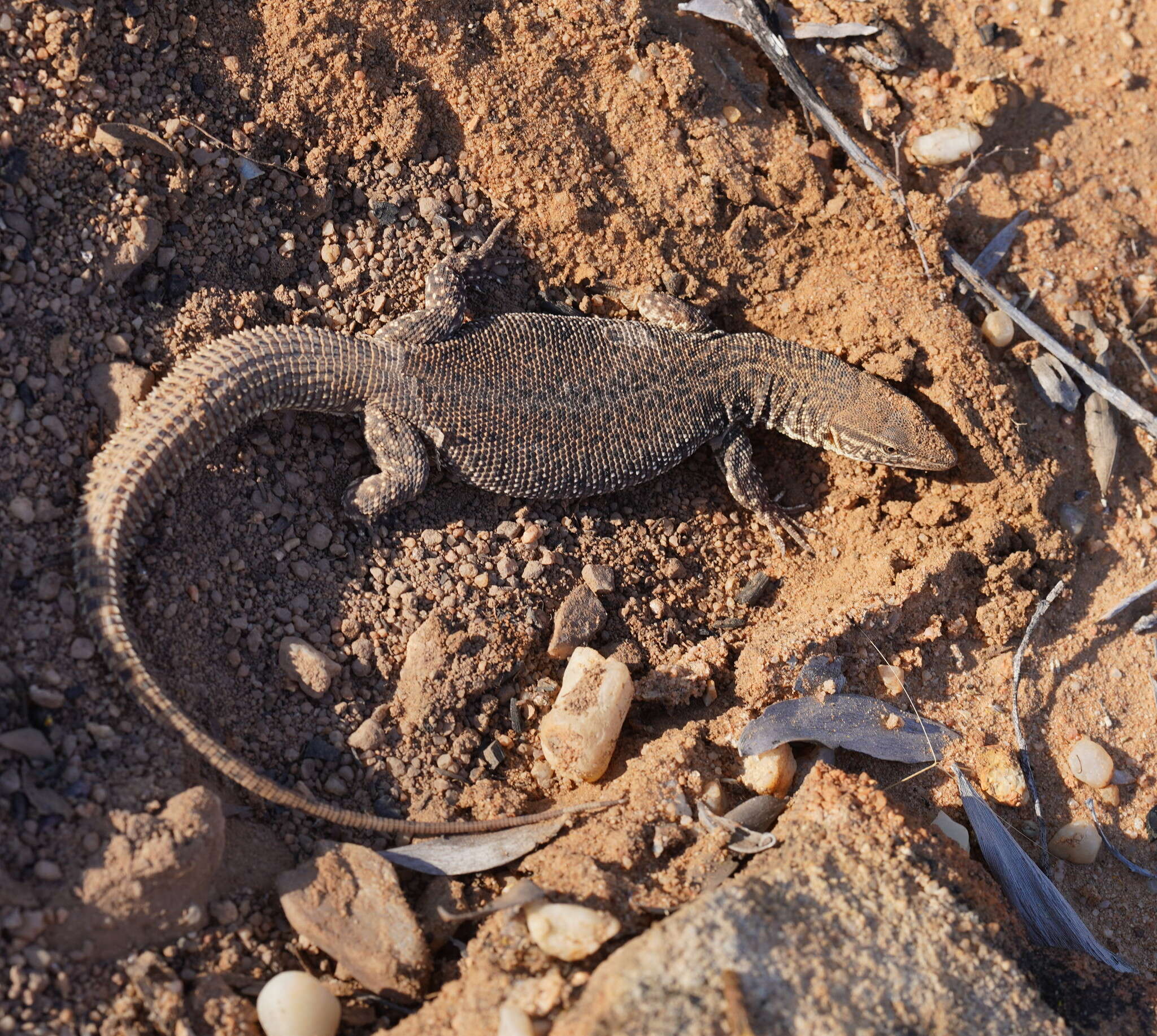 Imagem de Varanus storri Mertens 1966