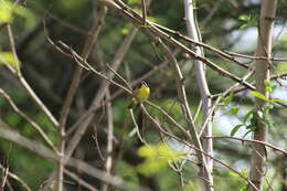 Image of Geothlypis trichas trichas (Linnaeus 1766)