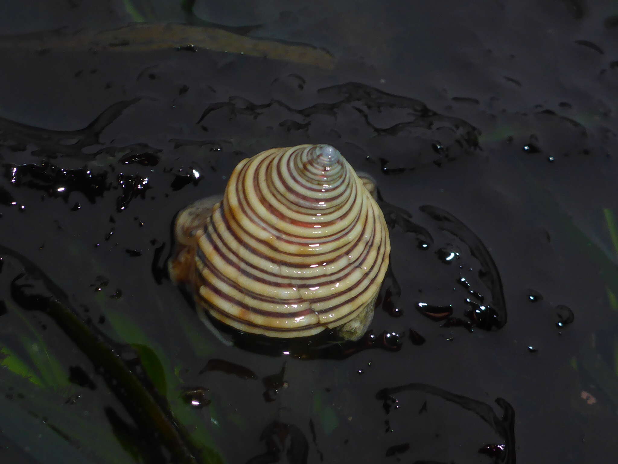 Image of Channeled Top Snail