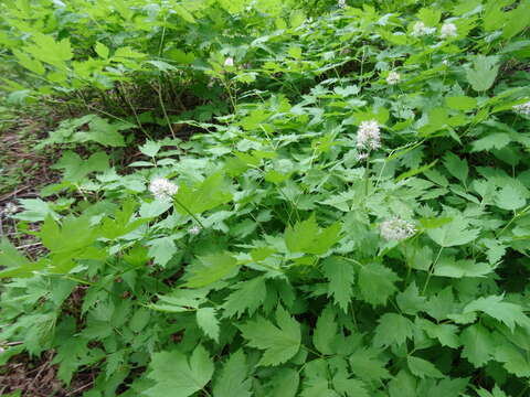 Image of baneberry