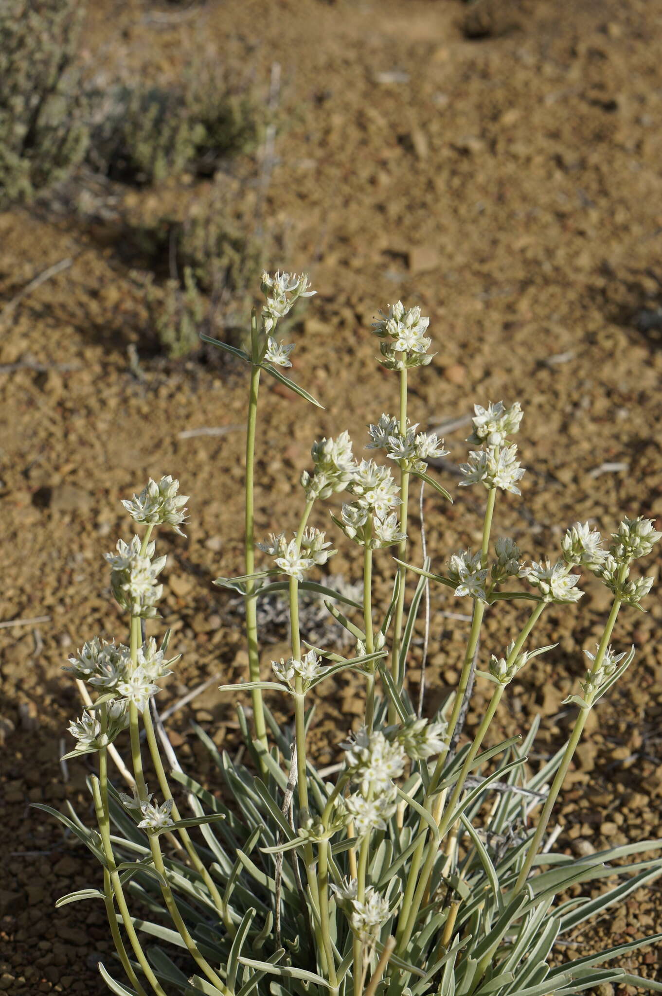 Image of pine green gentian