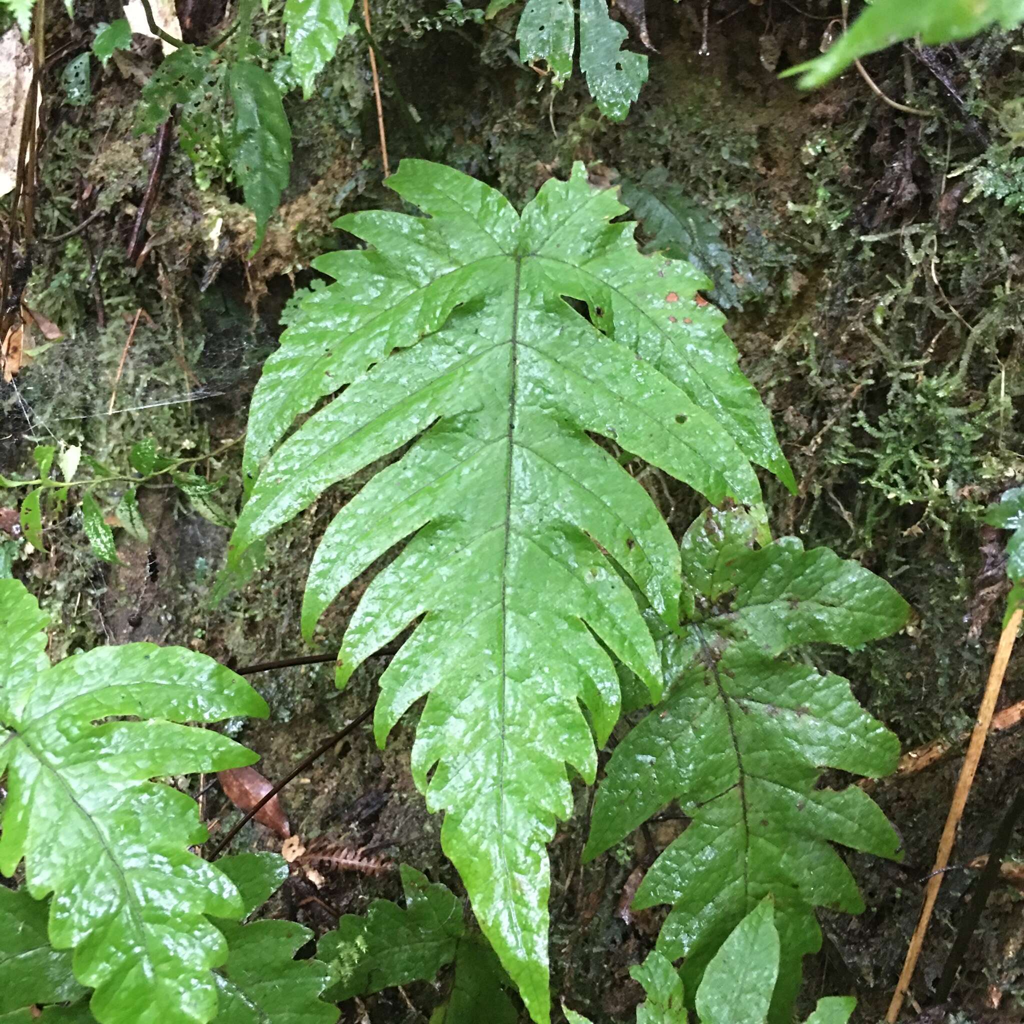 Plancia ëd Tectaria griffithii (Bak.) C. Chr.