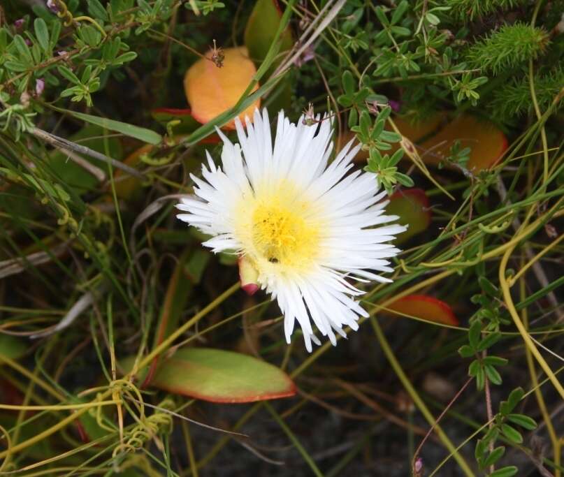 Image of Skiatophytum skiatophytoides (Leistn.) Klak