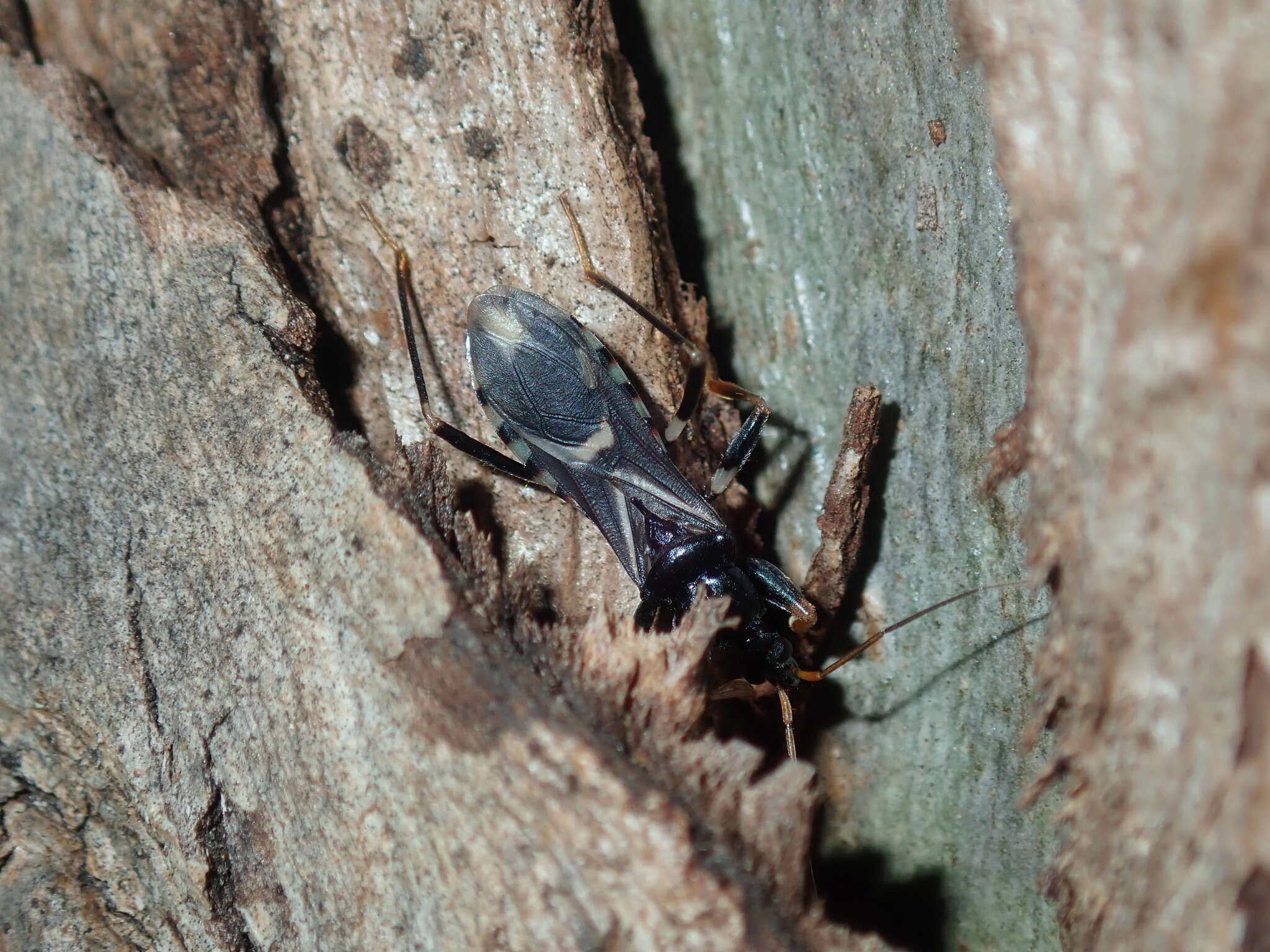 Image of Ectomocoris decoratus (Stål 1863)