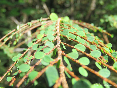 Sivun Erythroxylum rosuliferum O. E. Schulz kuva