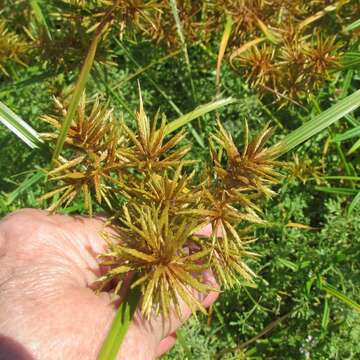 Image of fragrant flatsedge