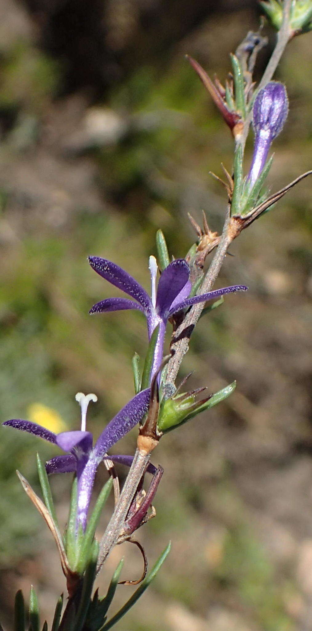 Sivun Theilera guthriei (L. Bolus) E. Phillips kuva