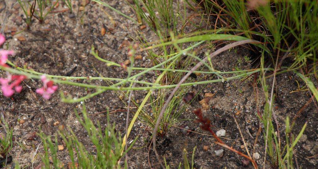 Image of Tritoniopsis ramosa (Klatt) G. J. Lewis