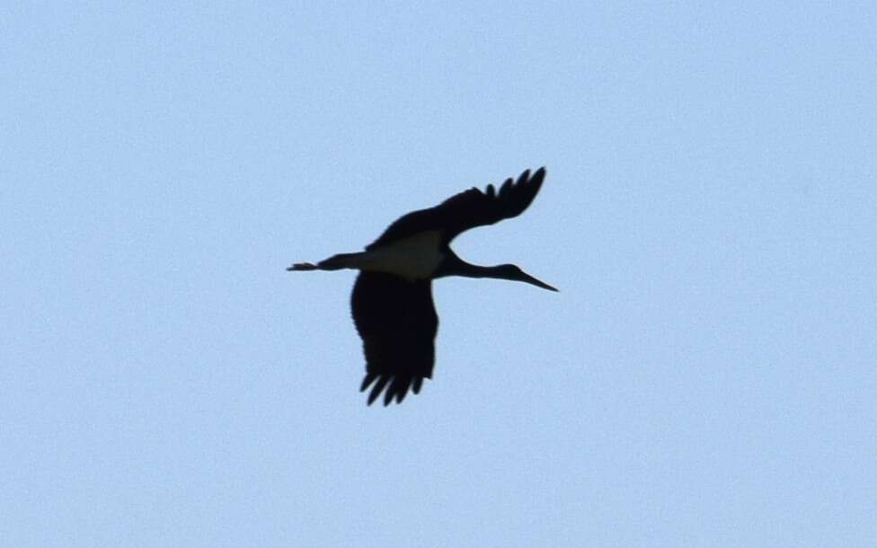 Image of Black Stork