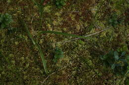 Image of Dactylorhiza traunsteineri subsp. curvifolia (F. Nyl.) Soó