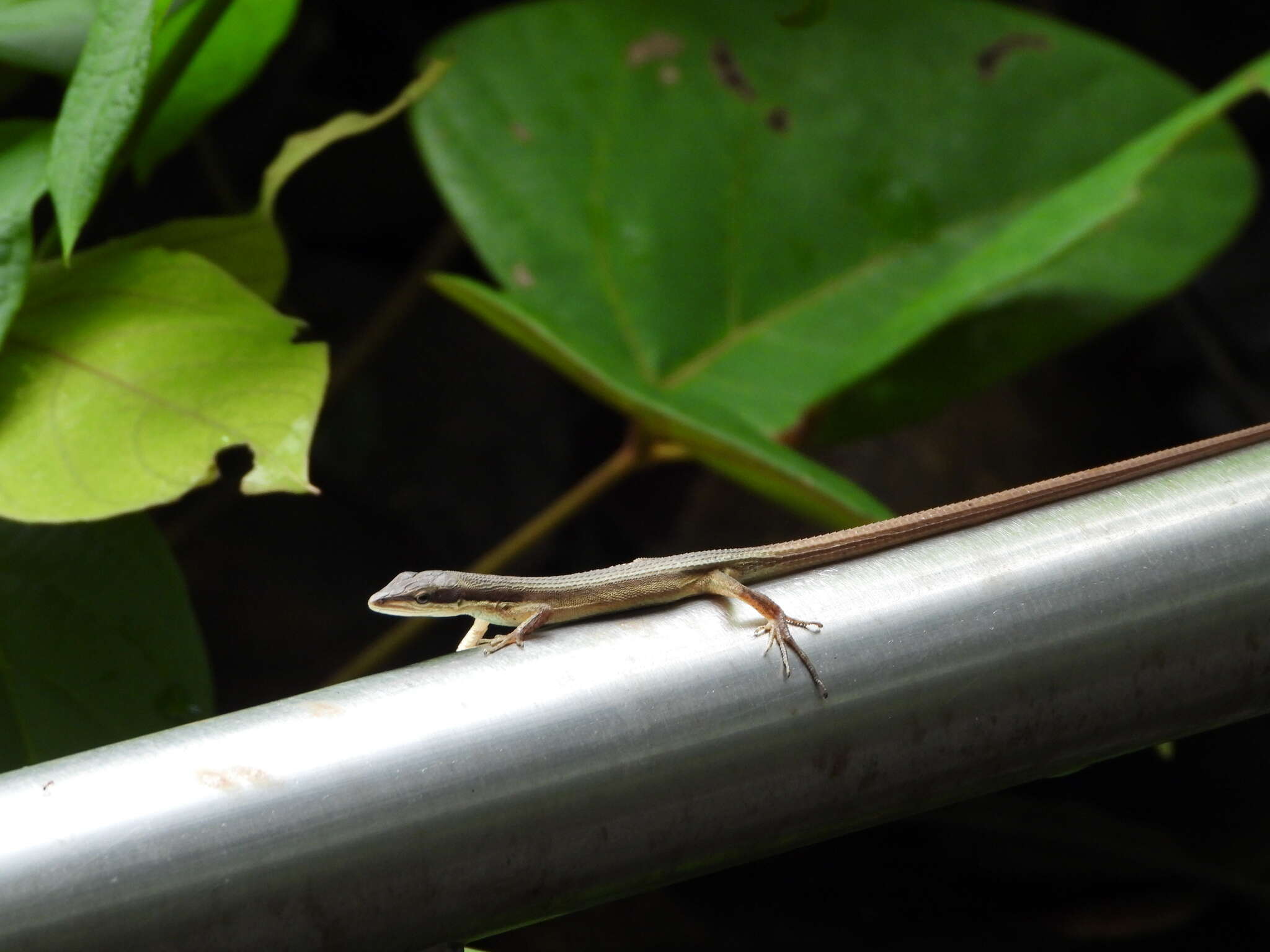 Image of Kuhne’s Grass Lizard