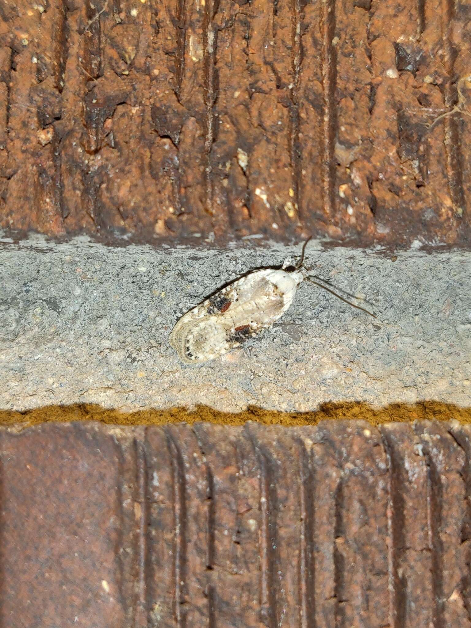 Image of Poison Hemlock Moth