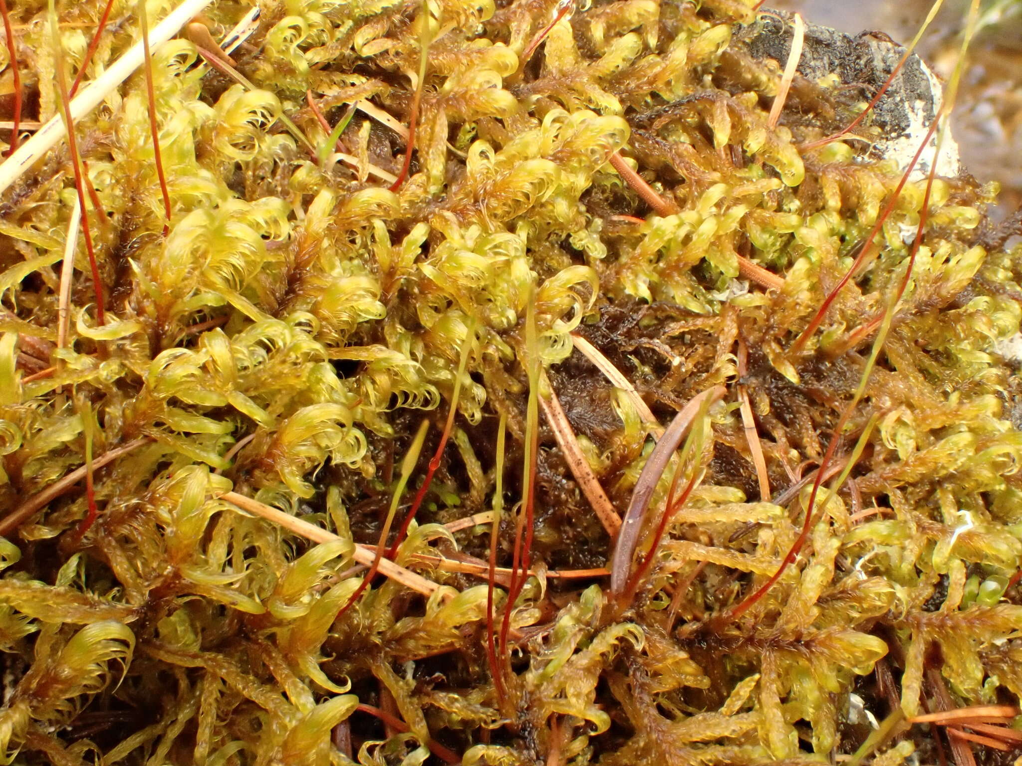 Image of sanionia moss