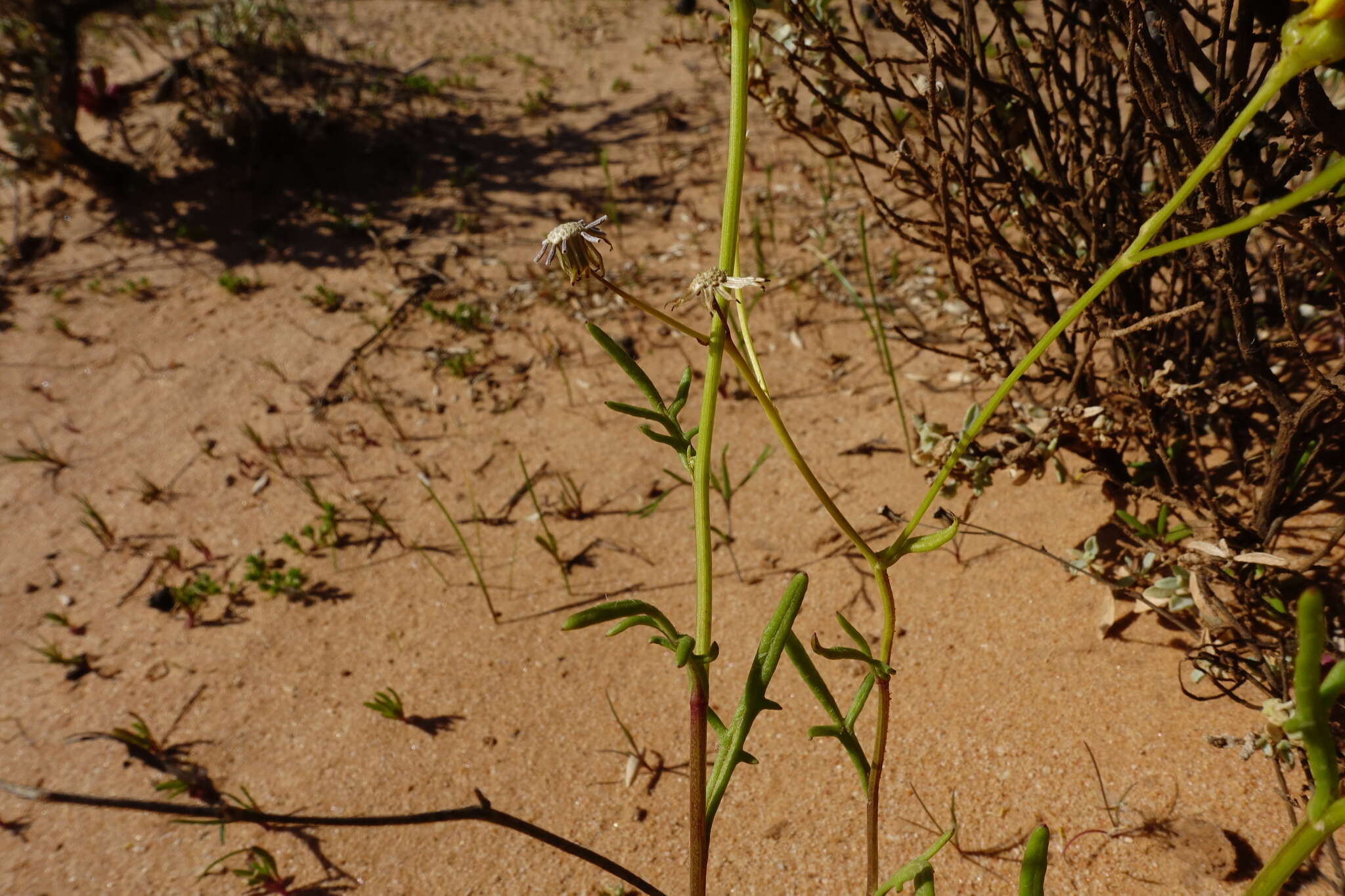 Senecio spanomerus I. Thomps. resmi