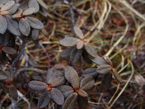 Image of Lapland rosebay