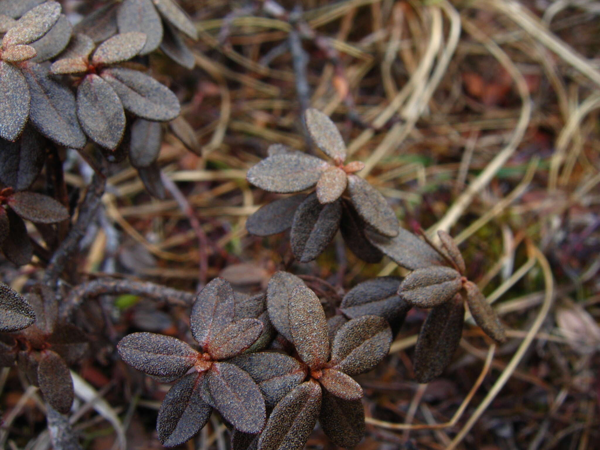 صورة Rhododendron lapponicum (L.) Wahlenb.