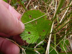 Image of Geum cockaynei (F. Bolle) B. P. J. Molloy & C. J. Webb