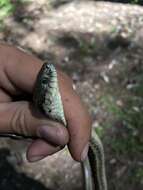 Image of Thamnophis atratus hydrophilus Fitch 1936