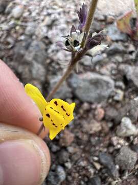 Image of Linaria amethystea subsp. multipunctata (Brot.) Chater & D. A. Webb