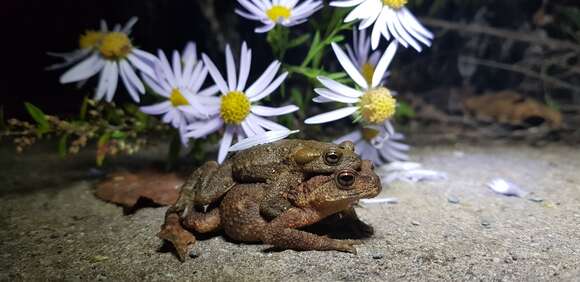 Bufo stejnegeri Schmidt 1931的圖片