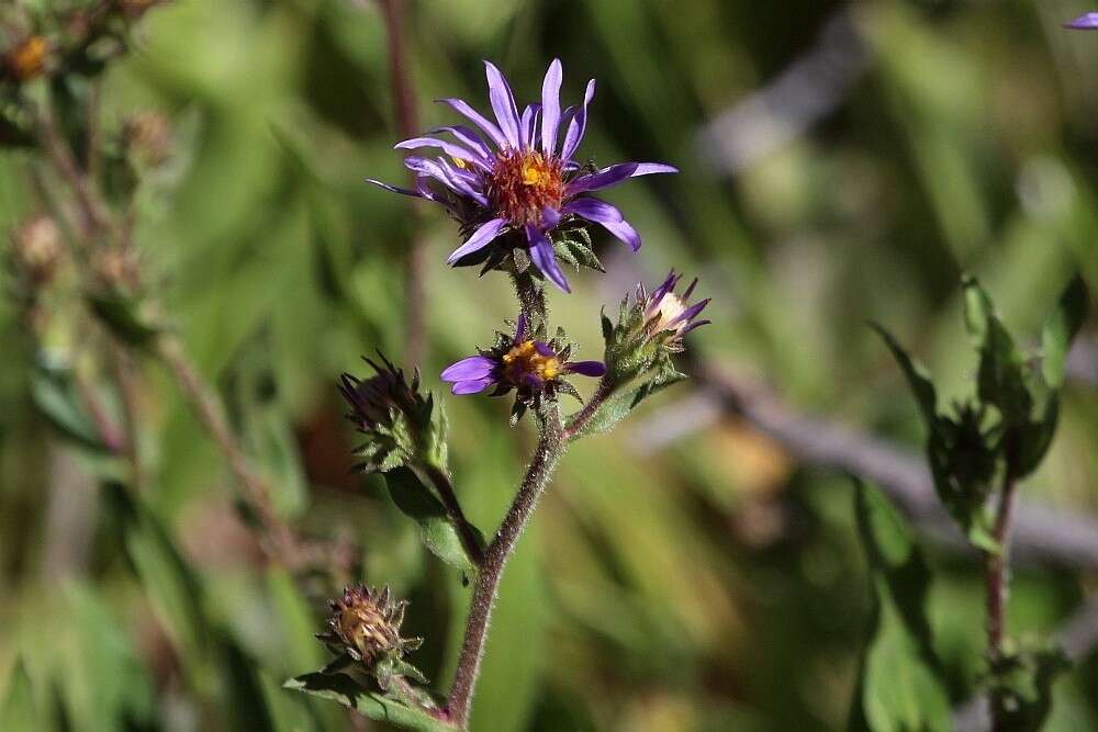 Image of thickstem aster