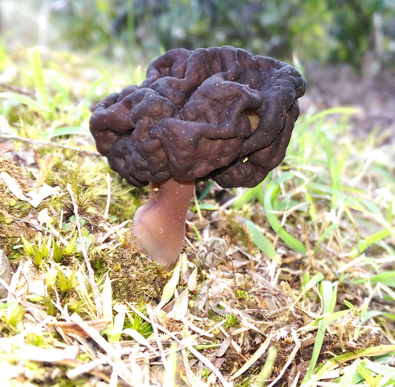 Image of Gyromitra tasmanica Berk. & Cooke 1878