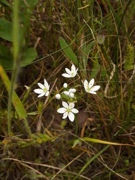 Image of Allium subhirsutum L.