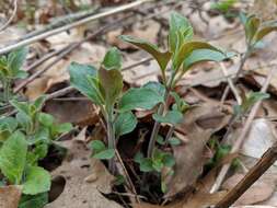 Image of hoary mountainmint