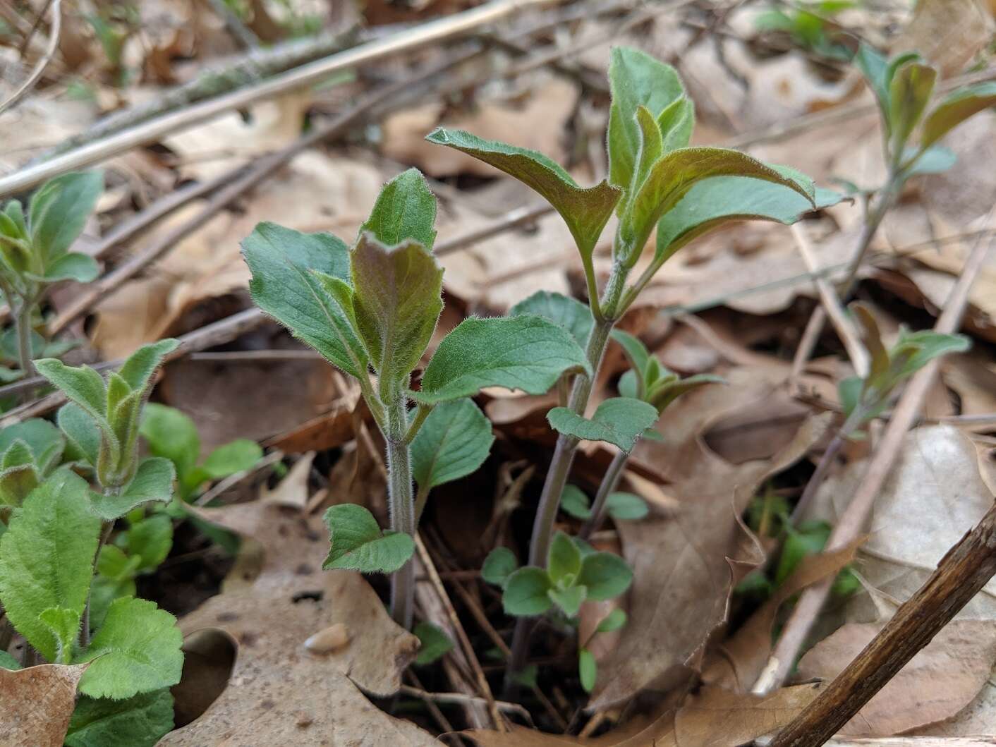 Image of hoary mountainmint