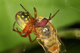 Image of Araniella alpica (L. Koch 1869)