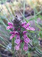 Imagem de Stachys grandidentata Lindl.