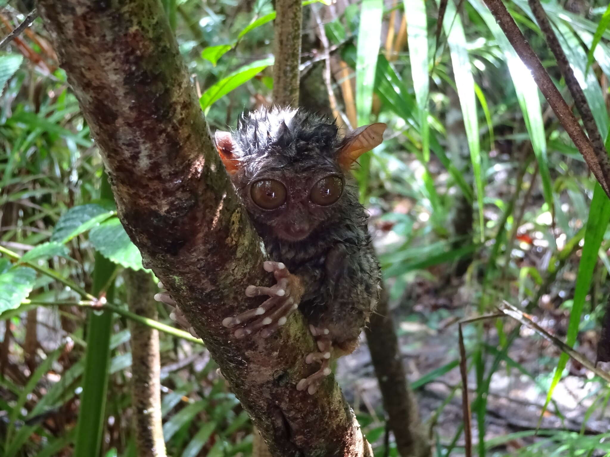 Image of Philippine tarsier