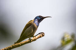 Image of Green-headed Sunbird