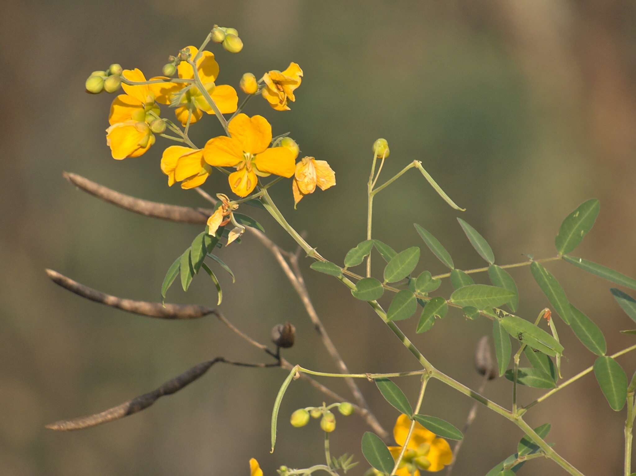 Слика од Senna barclayana (Sweet) Randell