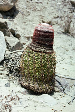 Melocactus peruvianus Vaupel resmi