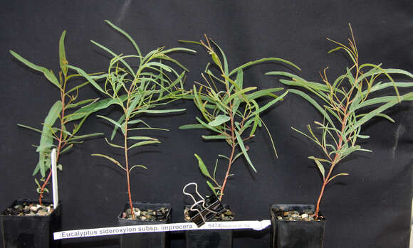 Слика од Eucalyptus sideroxylon A. Cunn. ex Woolls