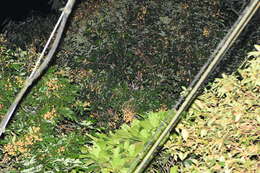 Image of Paguma larvata taivana Swinhoe 1862