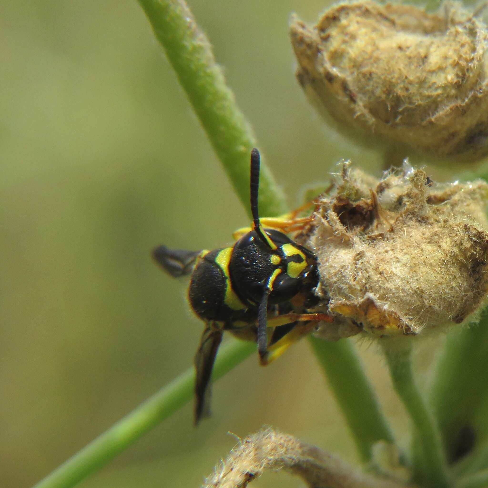 Image of Ancistrocerus renimacula Lepeletier 1841