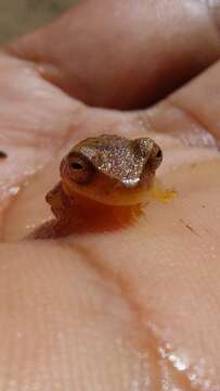 Image of Dendropsophus mathiassoni (Cochran & Goin 1970)