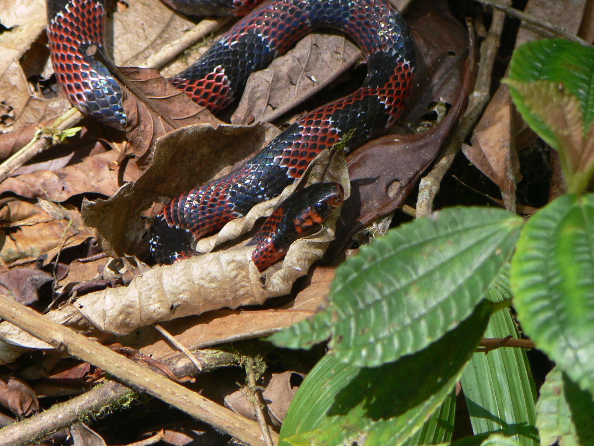 Image de Erythrolamprus mimus (Cope 1868)