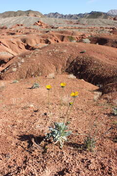 Image of silverleaf sunray